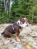 Dog Harness, H Shaped Dog Harness, Summer Dog Harness