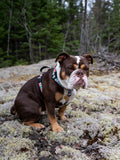 Dog Harness, H Shaped Dog Harness, Summer Dog Harness
