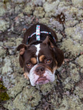 Dog Harness, H Shaped Dog Harness, Summer Dog Harness