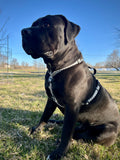 Dog Harness, H Shaped Dog Harness, Summer Dog Harness