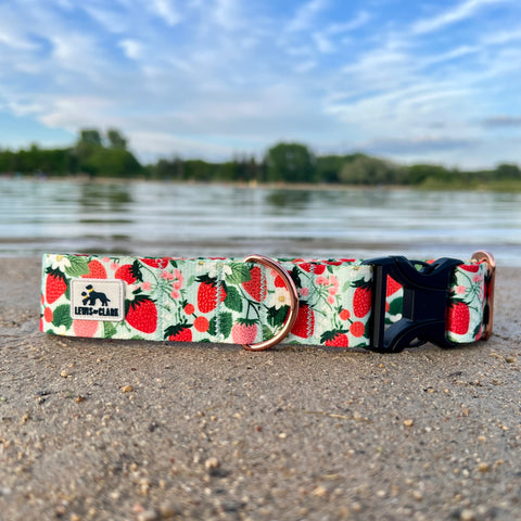 Strawberry Fields Dog Collar, LakeLife Summer 2024, Water Resistant Dog Collar, Strawberries Dog Collar