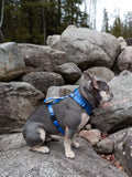 Dog Harness, H Shaped Dog Harness, Summer Dog Harness