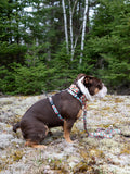 Dog Harness, H Shaped Dog Harness, Summer Dog Harness
