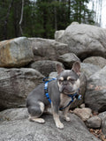 Dog Harness, H Shaped Dog Harness, Summer Dog Harness