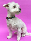 Rainbow Leopard Print Dog Collar, rainbow neon dog collar
