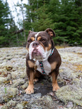 Dog Harness, H Shaped Dog Harness, Summer Dog Harness