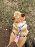 Dog Harness, H Shaped Dog Harness, Summer Dog Harness