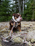 Dog Harness, H Shaped Dog Harness, Summer Dog Harness