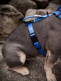 Dog Harness, H Shaped Dog Harness, Summer Dog Harness