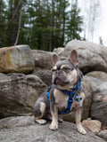 Dog Harness, H Shaped Dog Harness, Summer Dog Harness