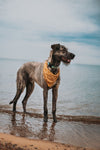 Volkswagon Road Trip: Lake Life Dog Collar, Water Resistant Dog Collar, Outdoor Adventure Dog Collar