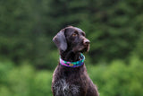 Northern Lights and Starry Nights Dog Collar - Lake Life Dog Collar, Water Resistant Dog Collar